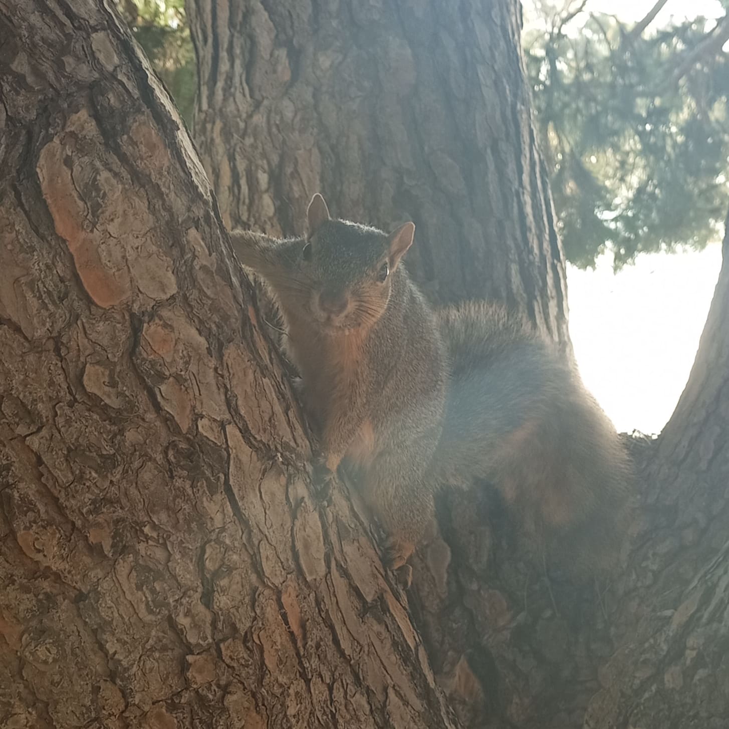 Squirrel in Santa Barbara, Location of Crypto 2023