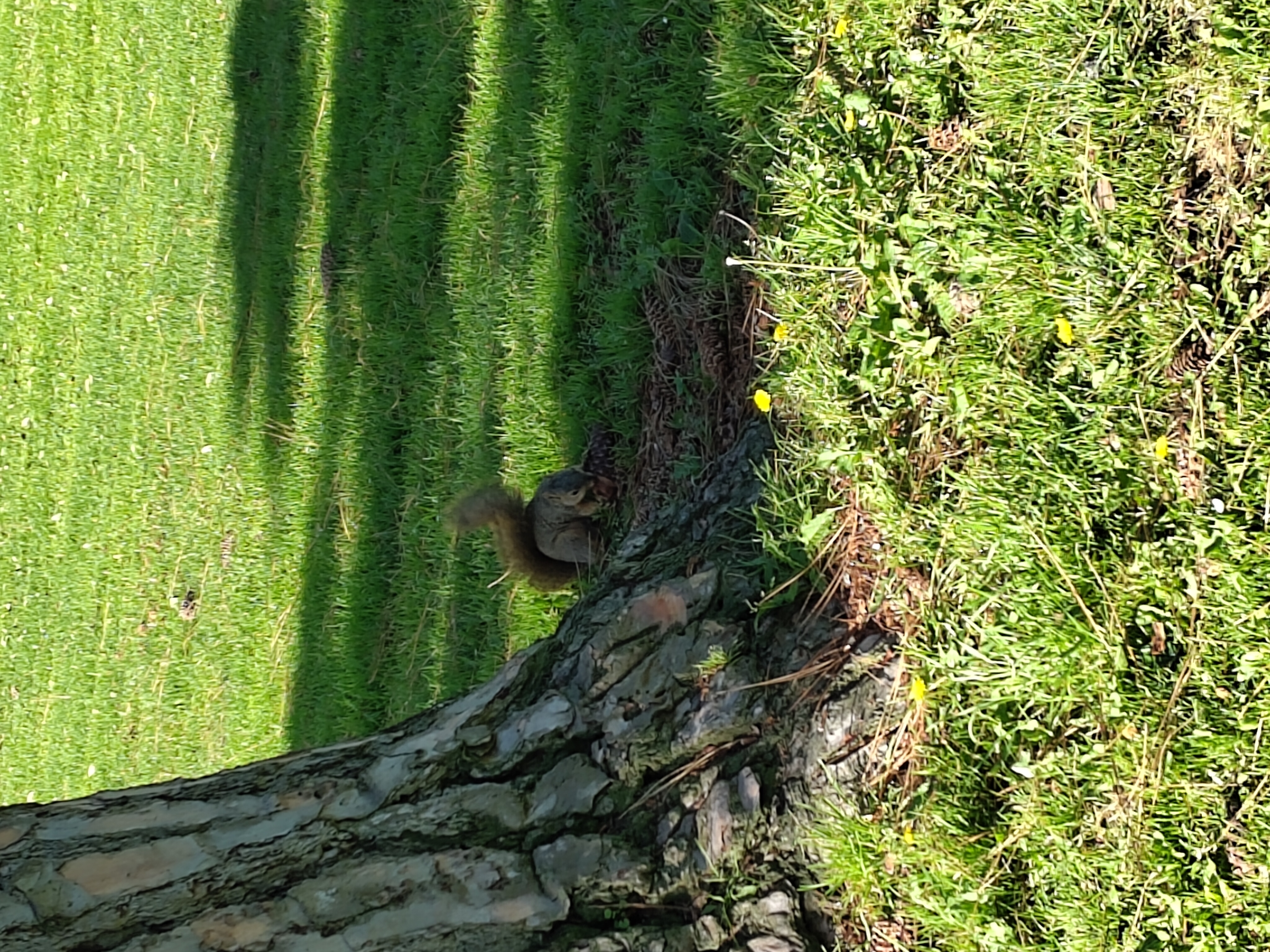 Squirrel in Santa Barbara, Location of Crypto 2024 Squirrel in Santa Barbara, Location of Crypto 2024