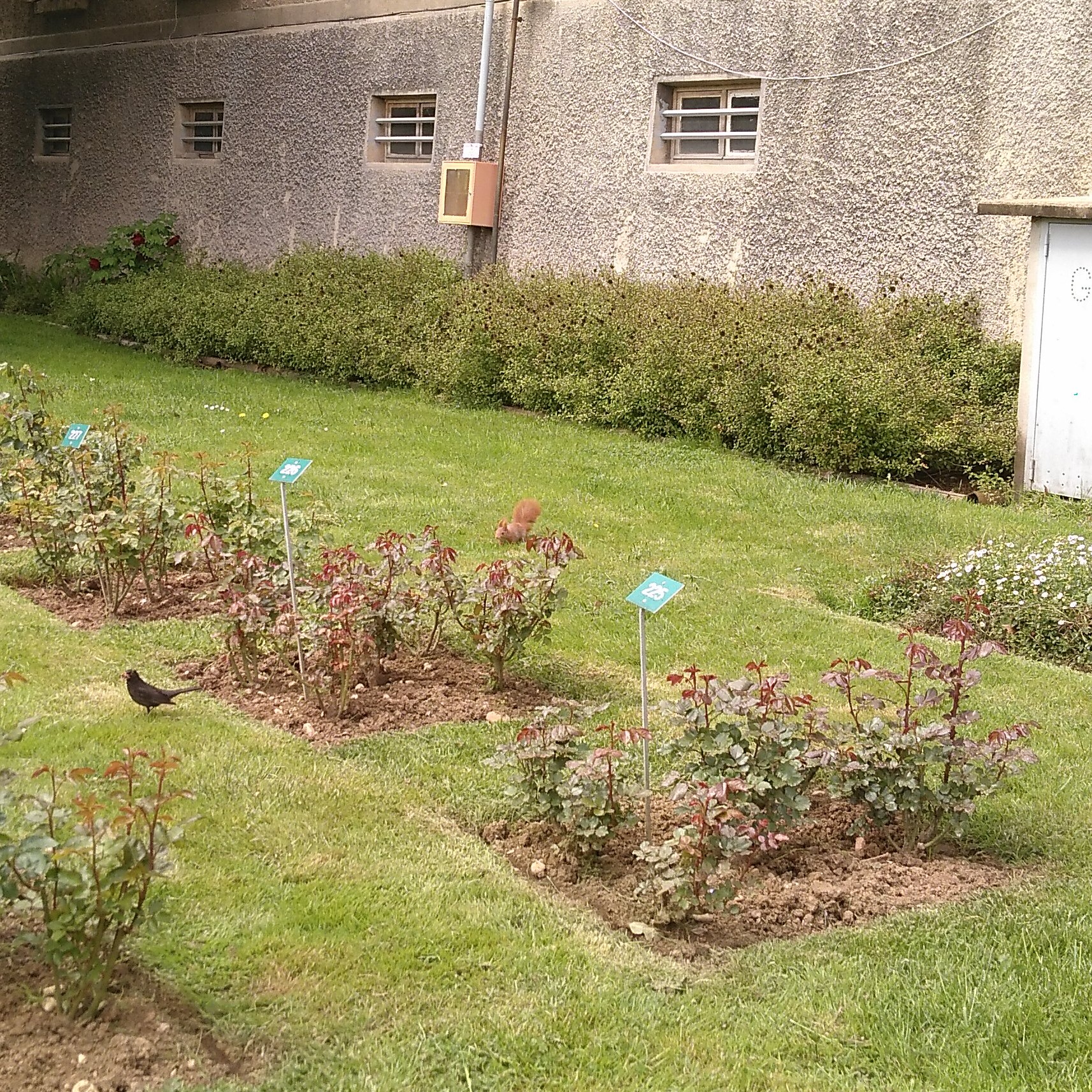 Squirrel in Lyon, Location of Eurocrypt 2023