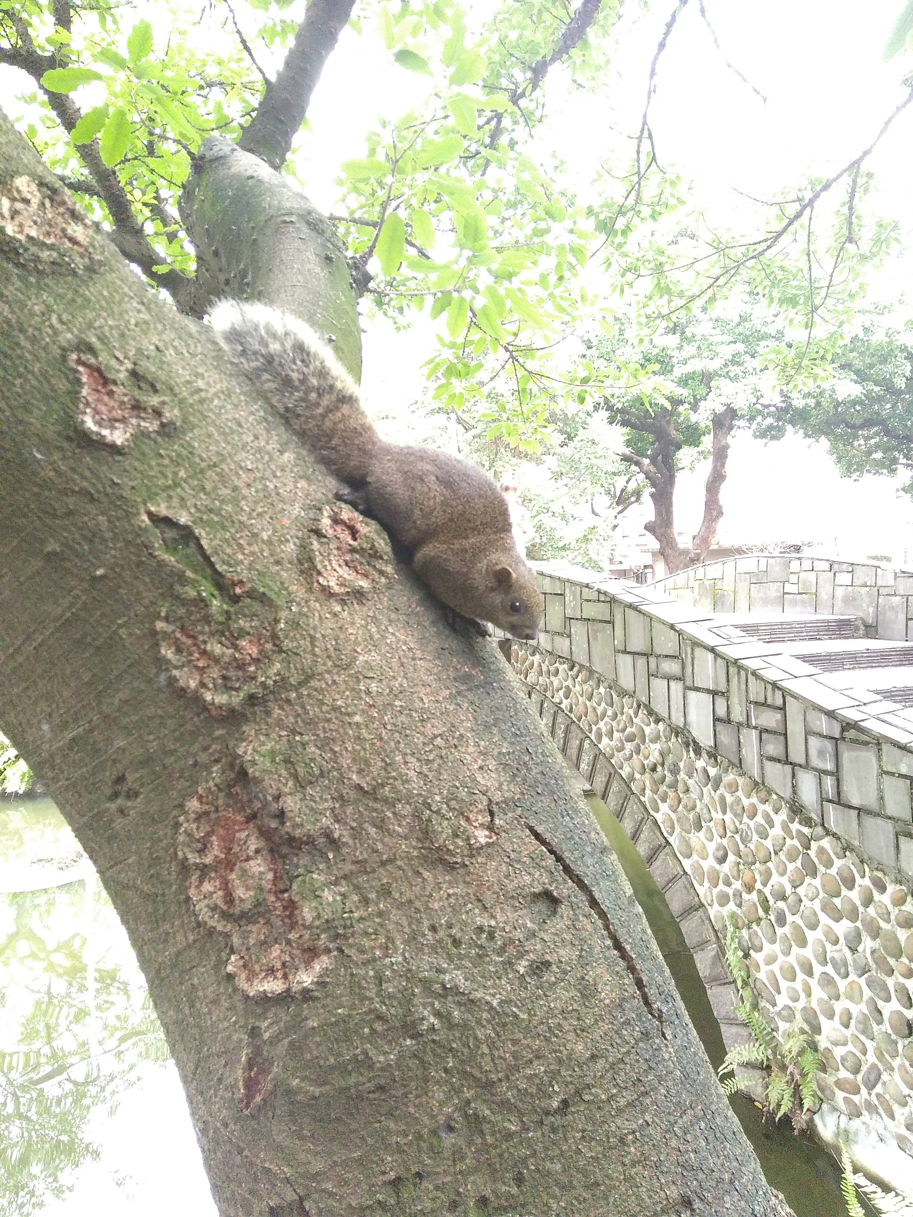 Squirrel in Taipei, Location of Asiacrypt 2022