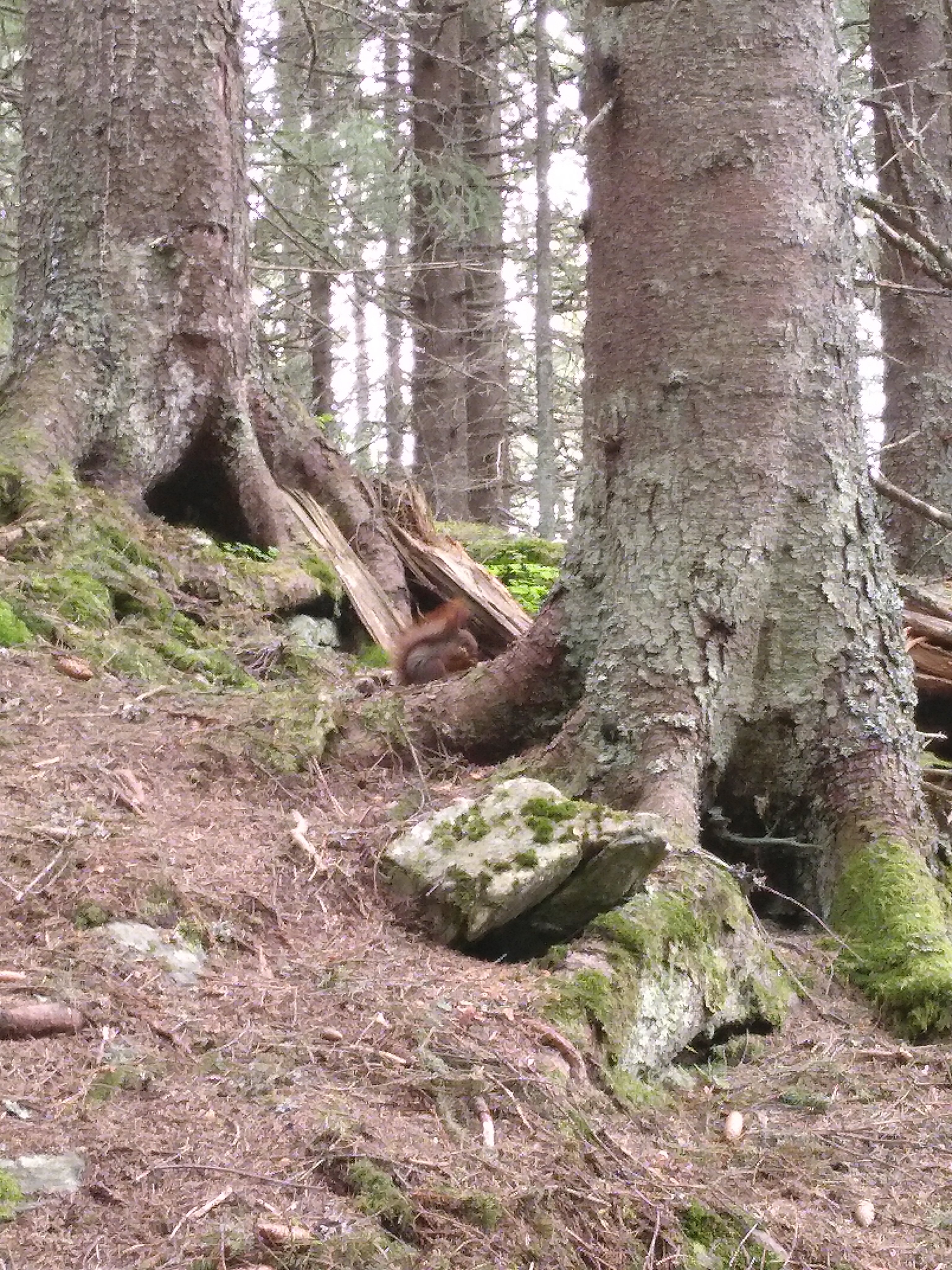 Squirrel in Trondheim, Location of Eurocrypt 2022